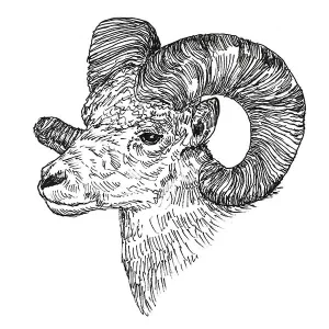 Ram