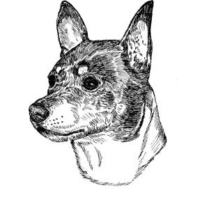 Rat Terrier
