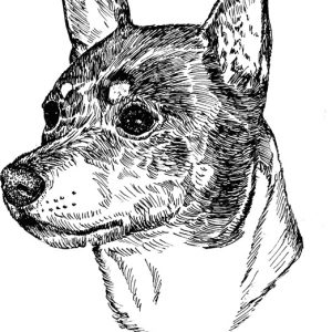 Rat Terrier