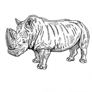 Rhinoceros