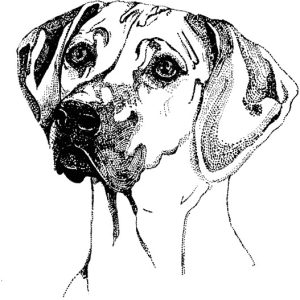 Rhodesian Ridgeback1