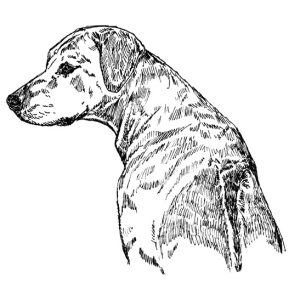 Rhodesian Ridgeback2