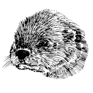 River Otter