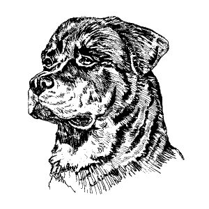 Rottweiler1