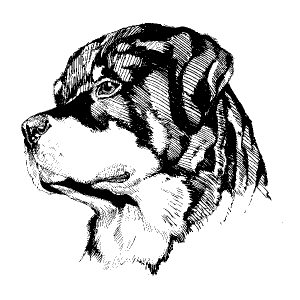 Rottweiler2