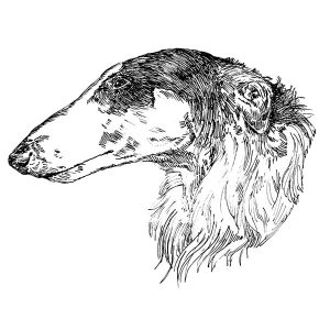Russian Wolfhound1