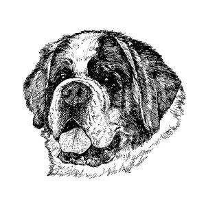 Saint Bernard1