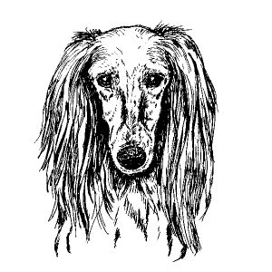 Saluki1