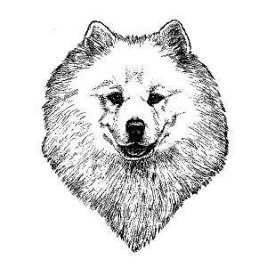 Samoyed1
