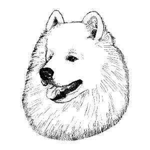 Samoyed2