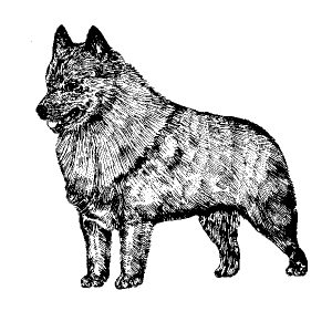 Schipperke1