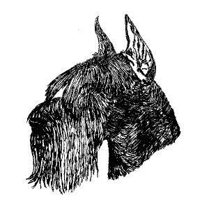 Schnauzer Giant1