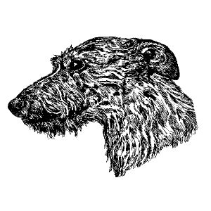 Scottish Deerhound1