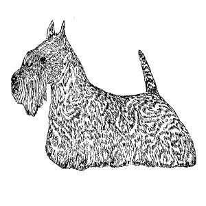 Scottish Terrier1