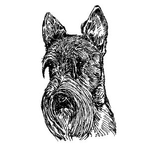 Scottish Terrier2