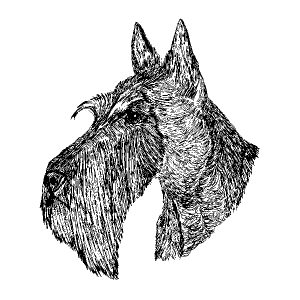 Scottish Terrier3