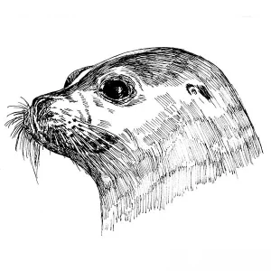 Sea Lion