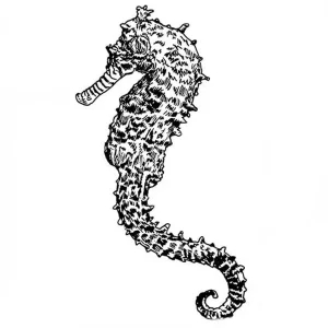 Seahorse1
