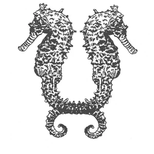 Seahorse2