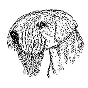 Sealyham Terrier1