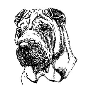 Shar Pei1