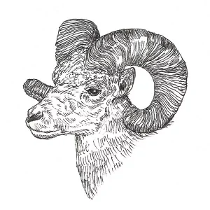 Sheep Bighorn