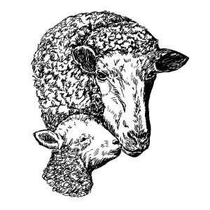 Sheep and Lamb