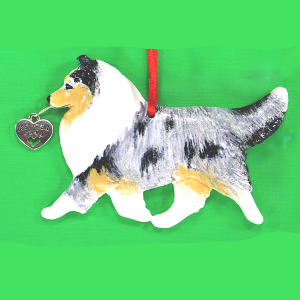 Shelti Blue Merle
