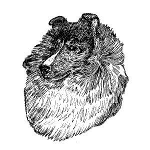 Shetland Sheepdog1