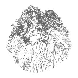 Shetland Sheepdog2