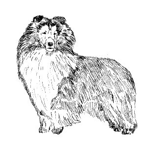 Shetland Sheepdog3