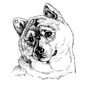 Shiba Inu1