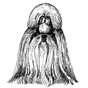 Shih Tzu1