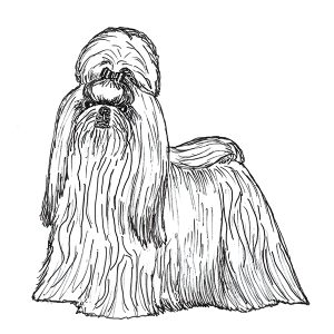 Shih Tzu2
