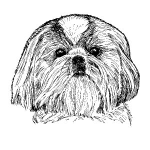 Shih Tzu3