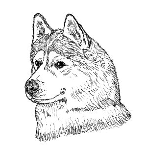 Siberian Husky1