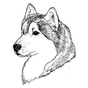 Siberian Husky2