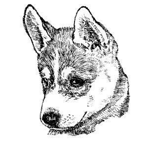 Siberian Husky3