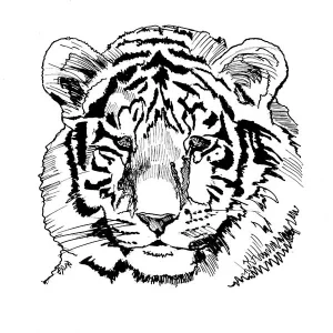 Siberian Tiger