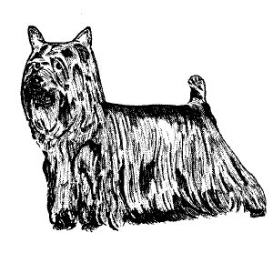 Silky Terrier2