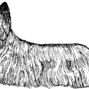 Skye Terrier1
