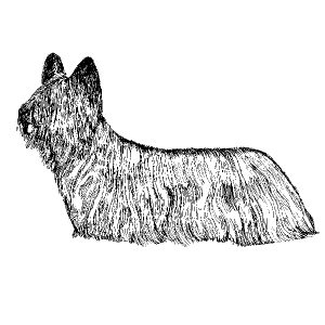 Silky Terrier3
