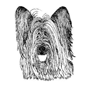 Skye Terrier2