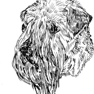 Soft Coated Wheaten1