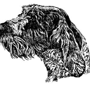 Spinone Italiano1