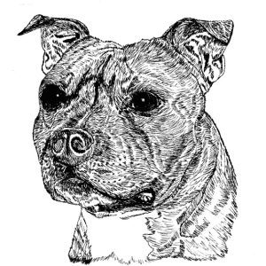 Staffordshire Bull Terrier1
