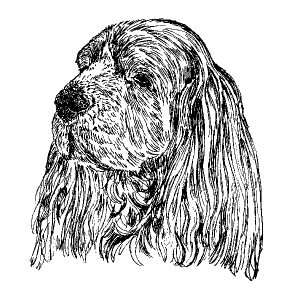 Sussex Spaniel1