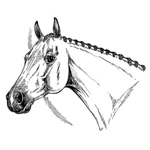 Thoroughbred Horse1