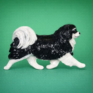 Tibetan Spaniel Black and Tan