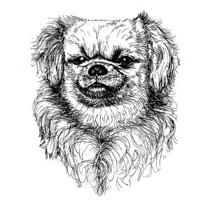 Tibetan Spaniel1